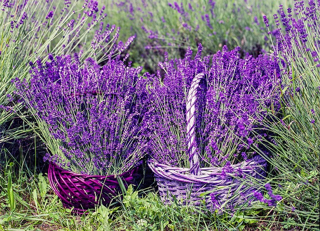 lavender-1478111_640.jpg